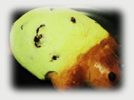 パン　ギャラリー